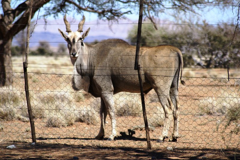 Na (122).JPG - Eland            